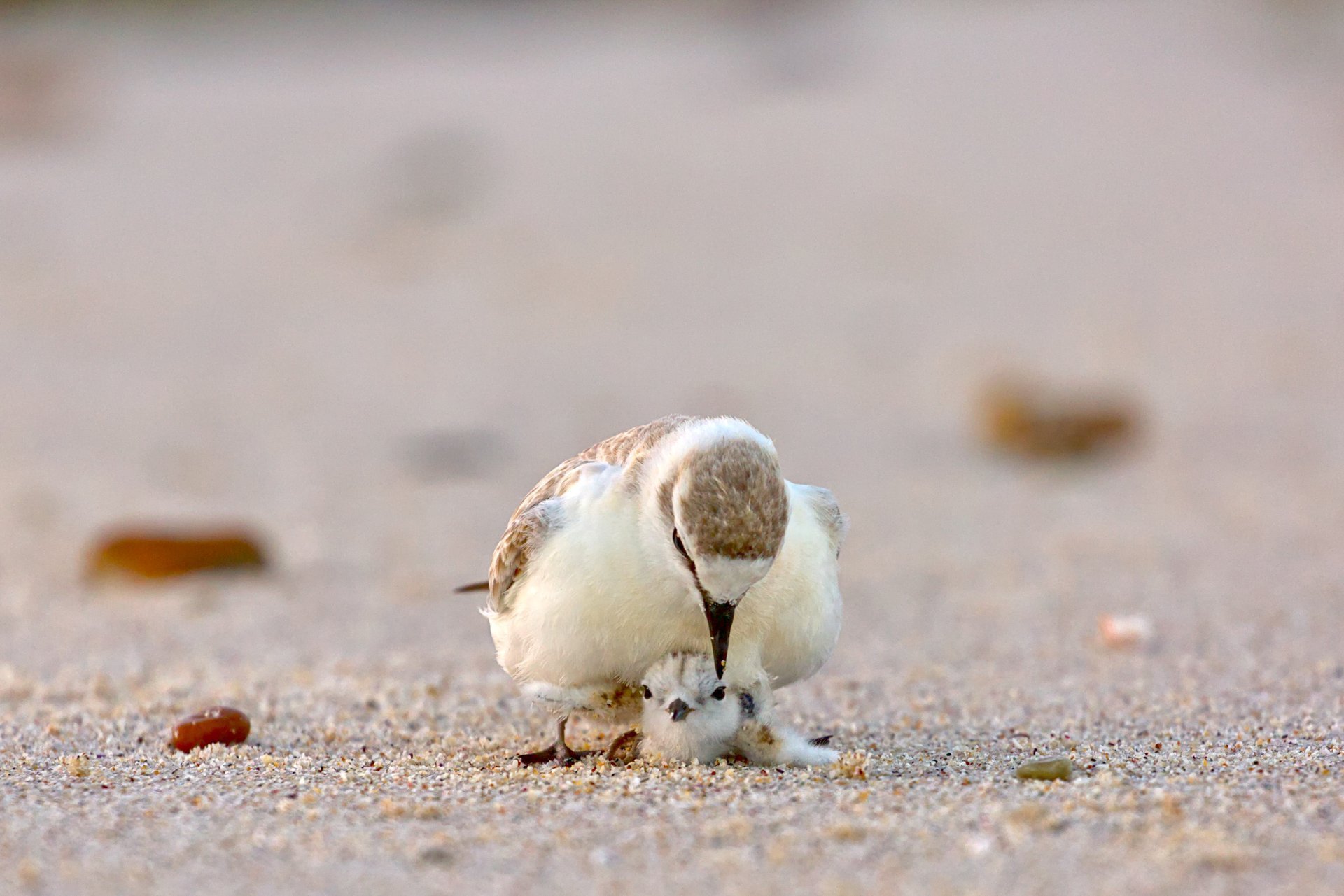 A Mothers Guard