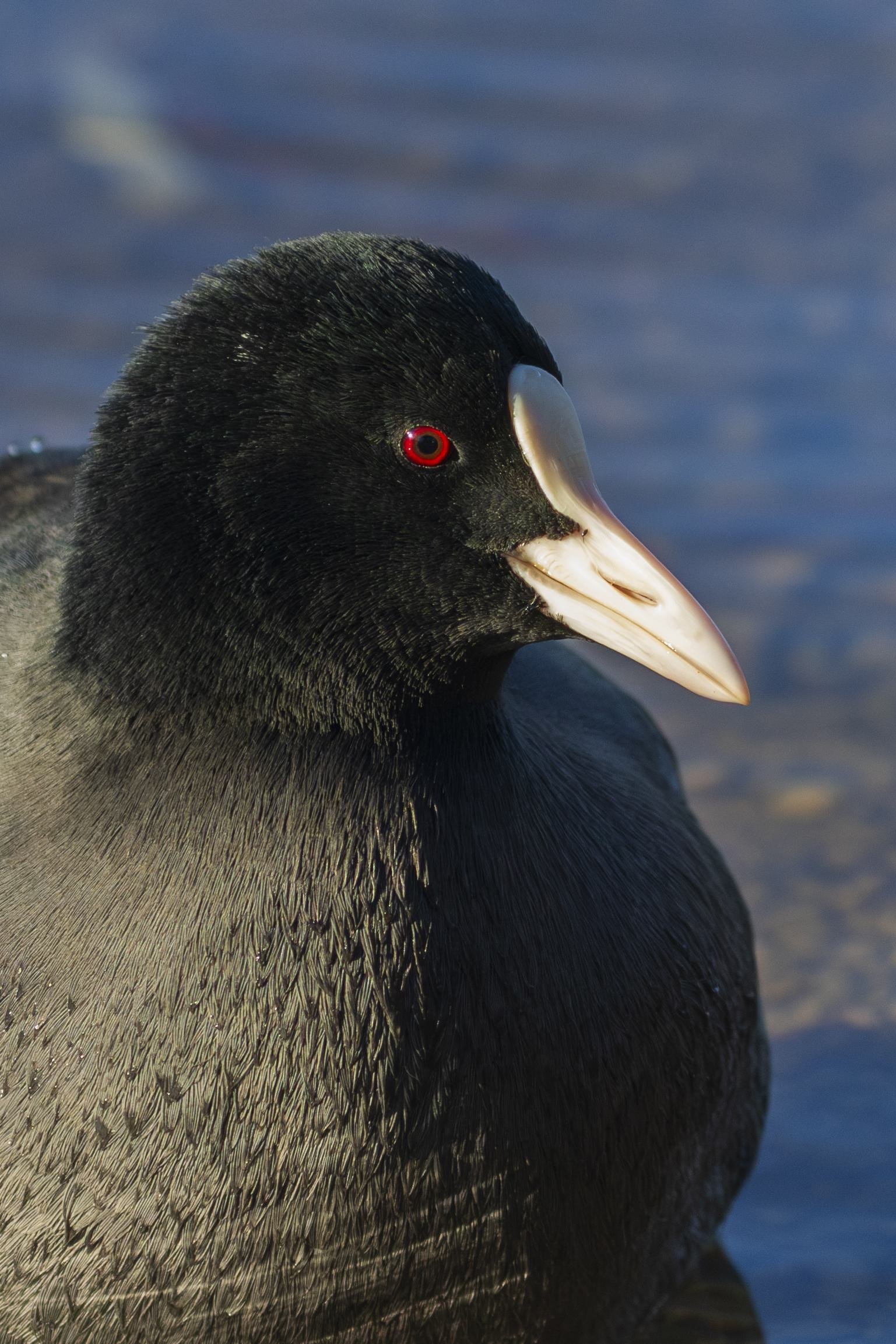 Crimson Eyed