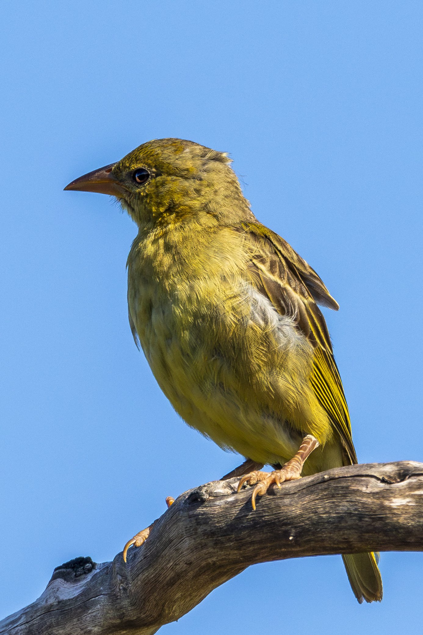 Golden Throat