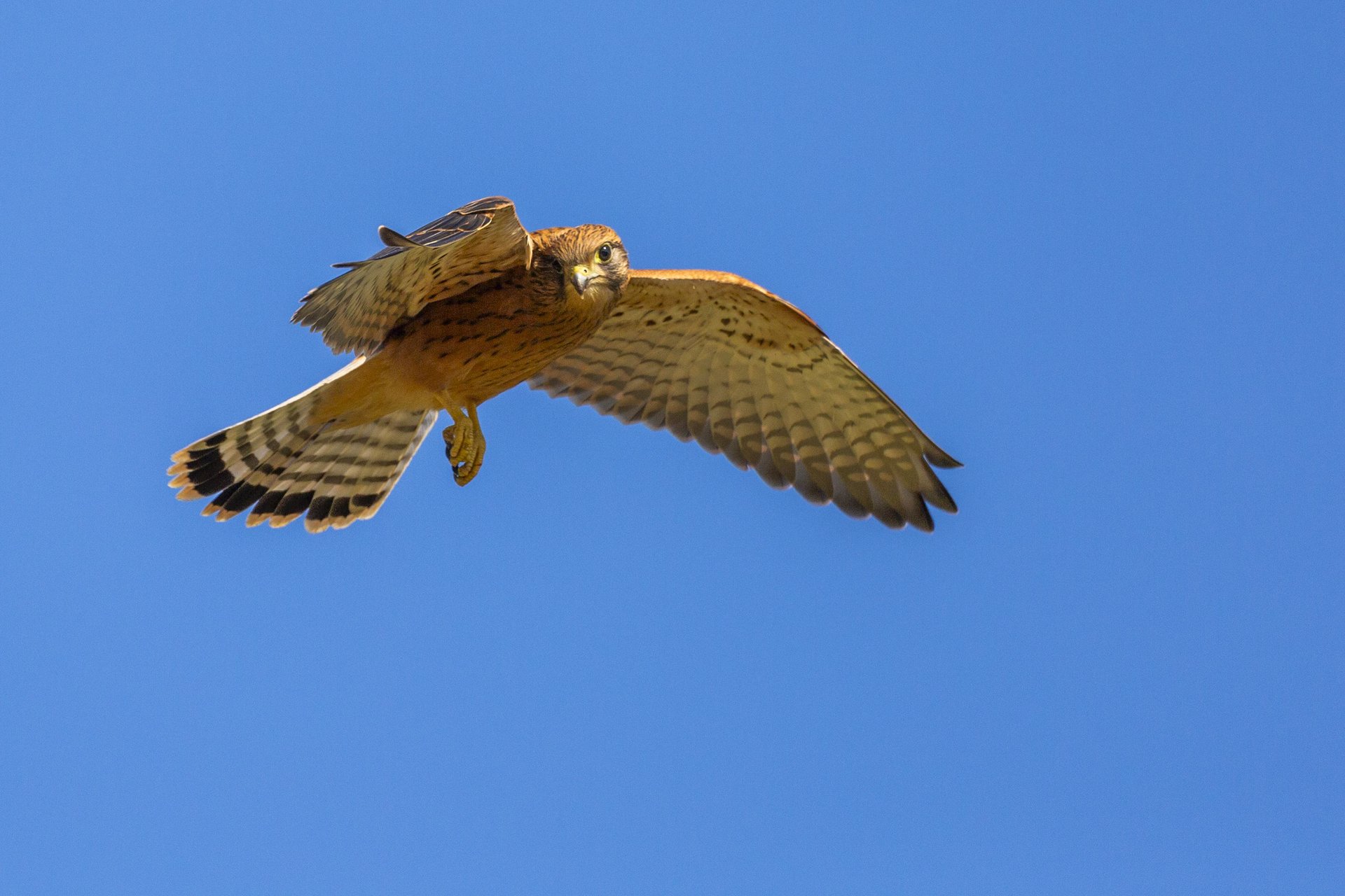 Hovering Hunter