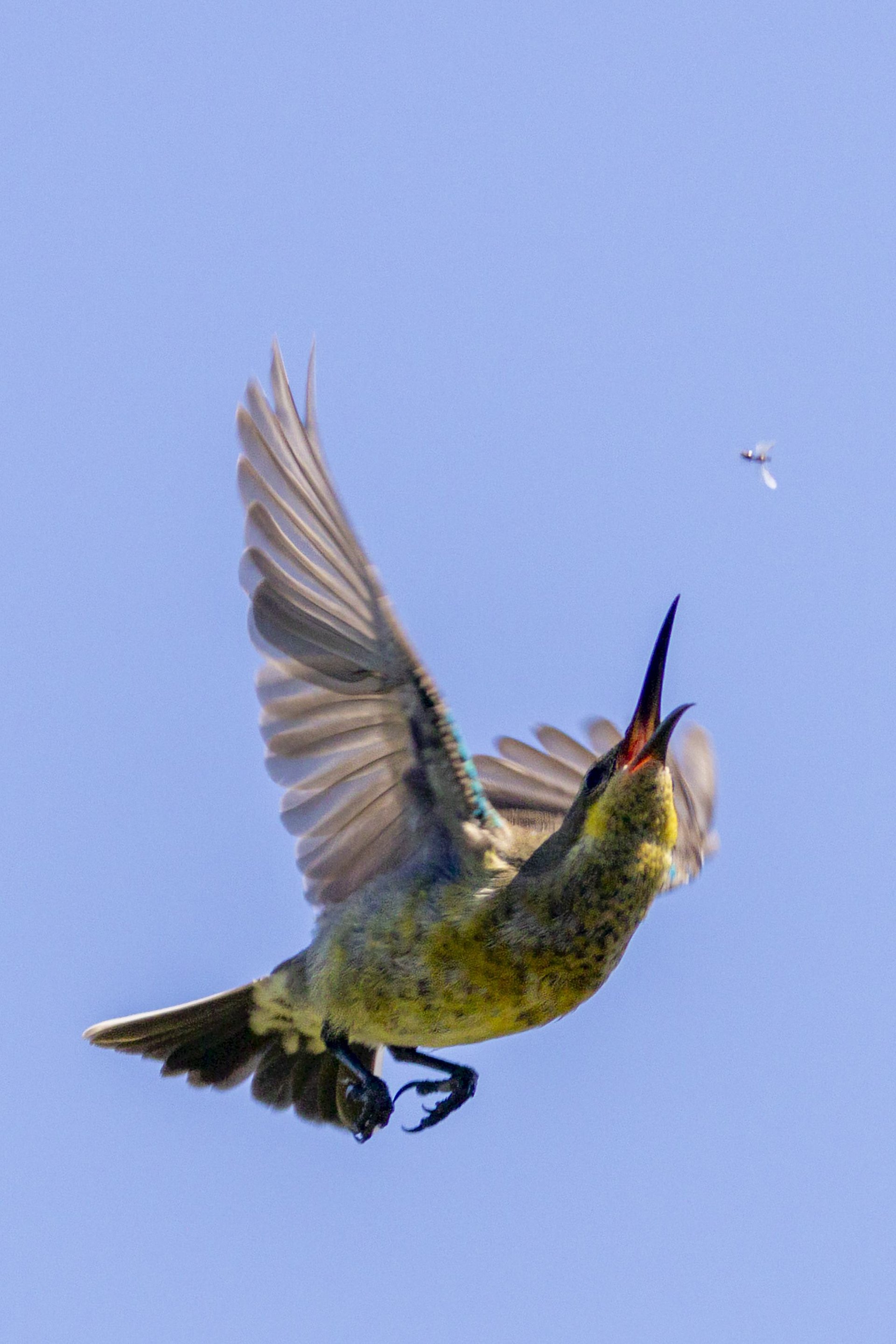 Midair Pursuit