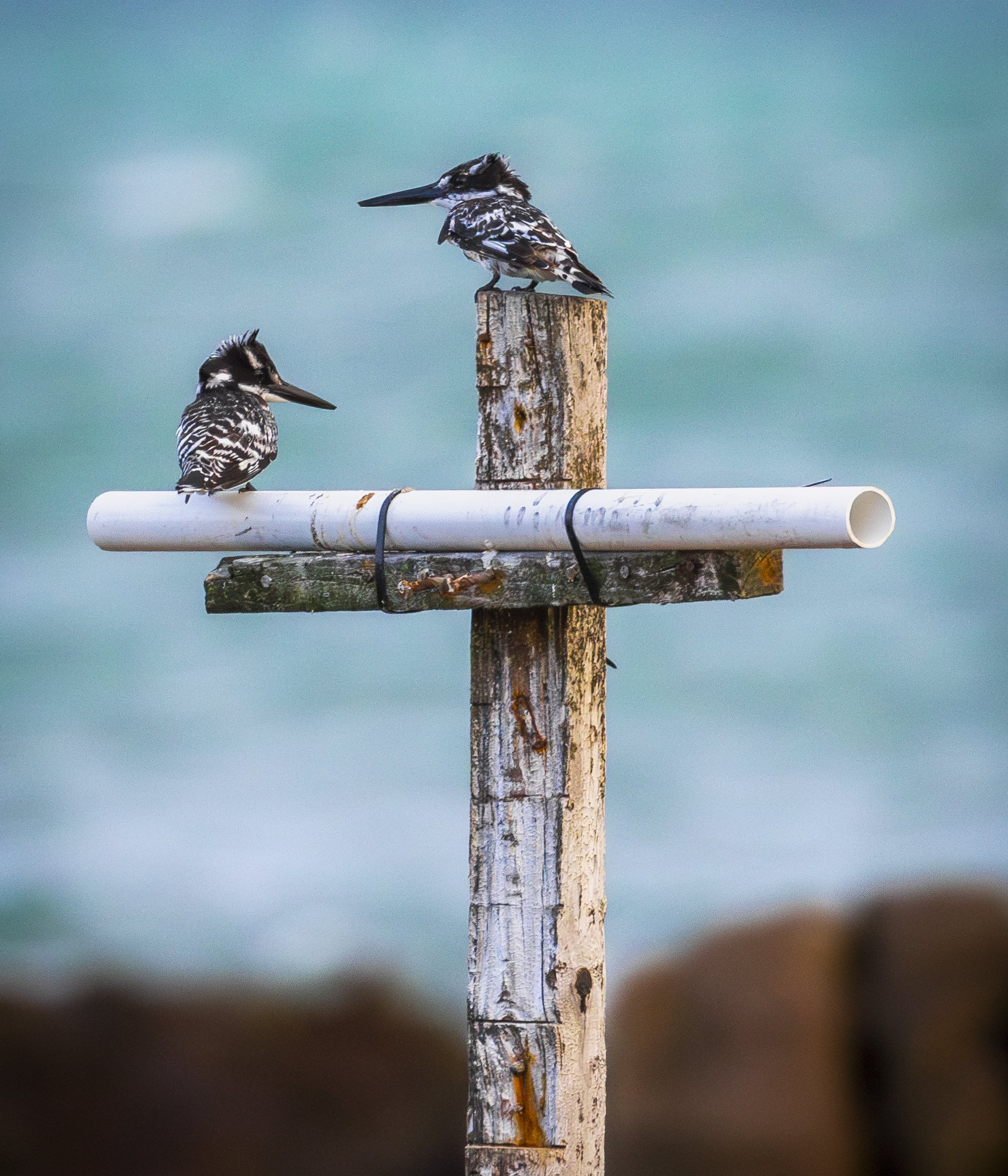 Perched Pair