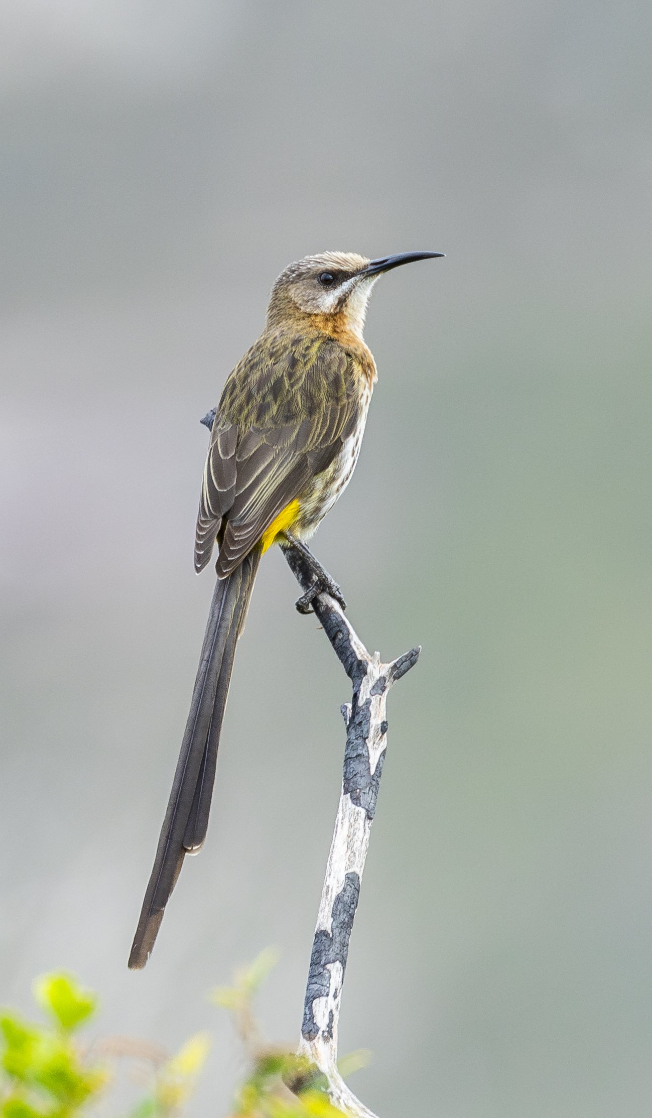 Perched Sunbird