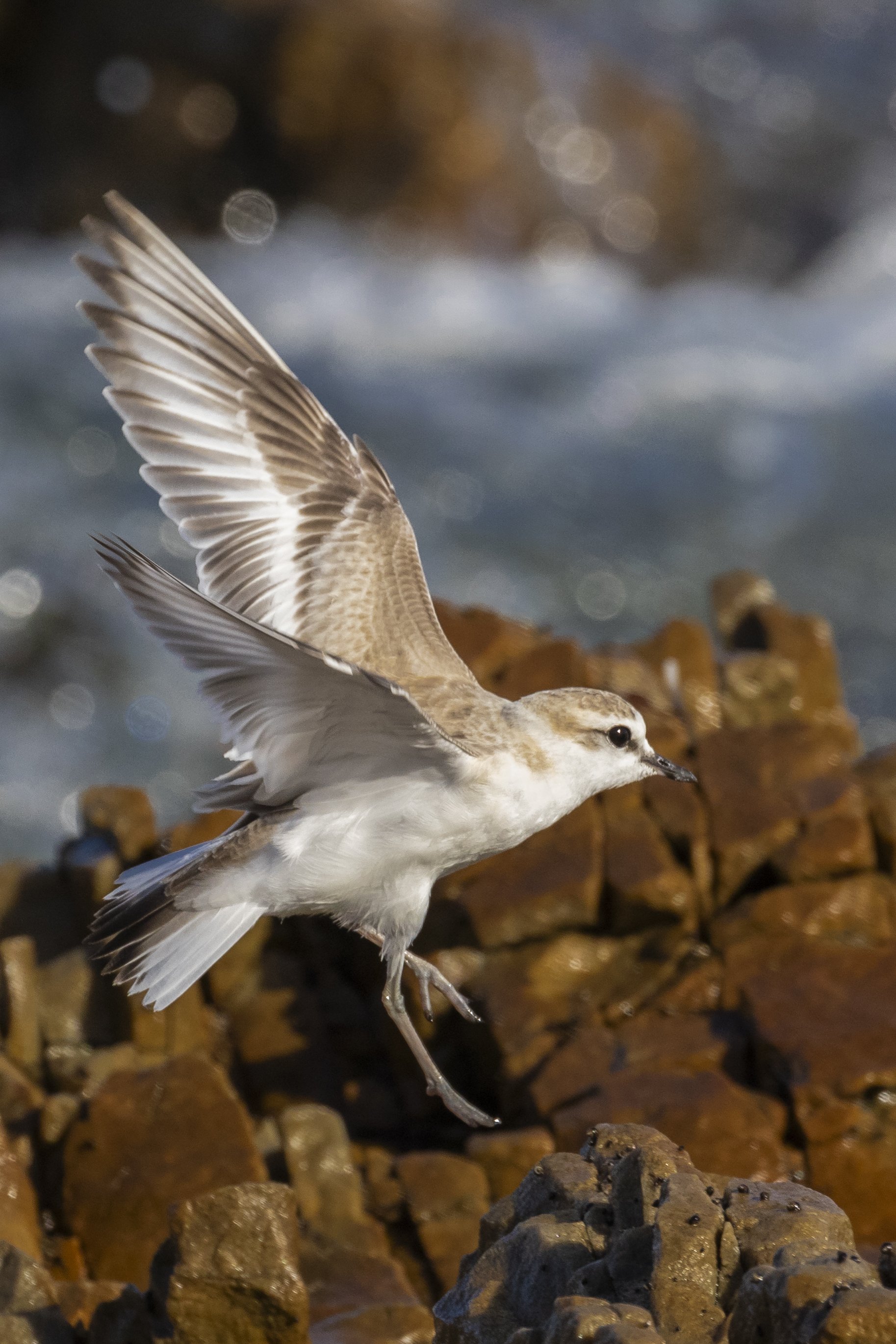 Plover Infligt